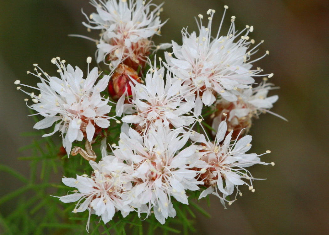 Summer Farewell flower seeds