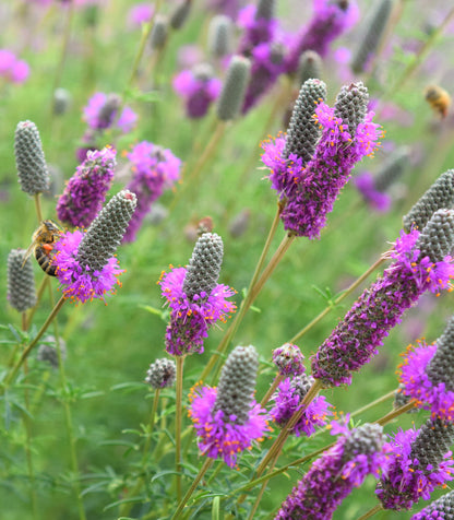 Dalea Purpurea flower seeds