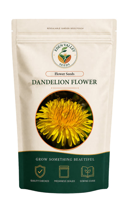 Dandelion flowers blooming in a garden