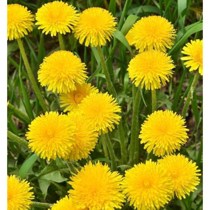 Bright Yellow Dandelion Flowers Blooming in Garden