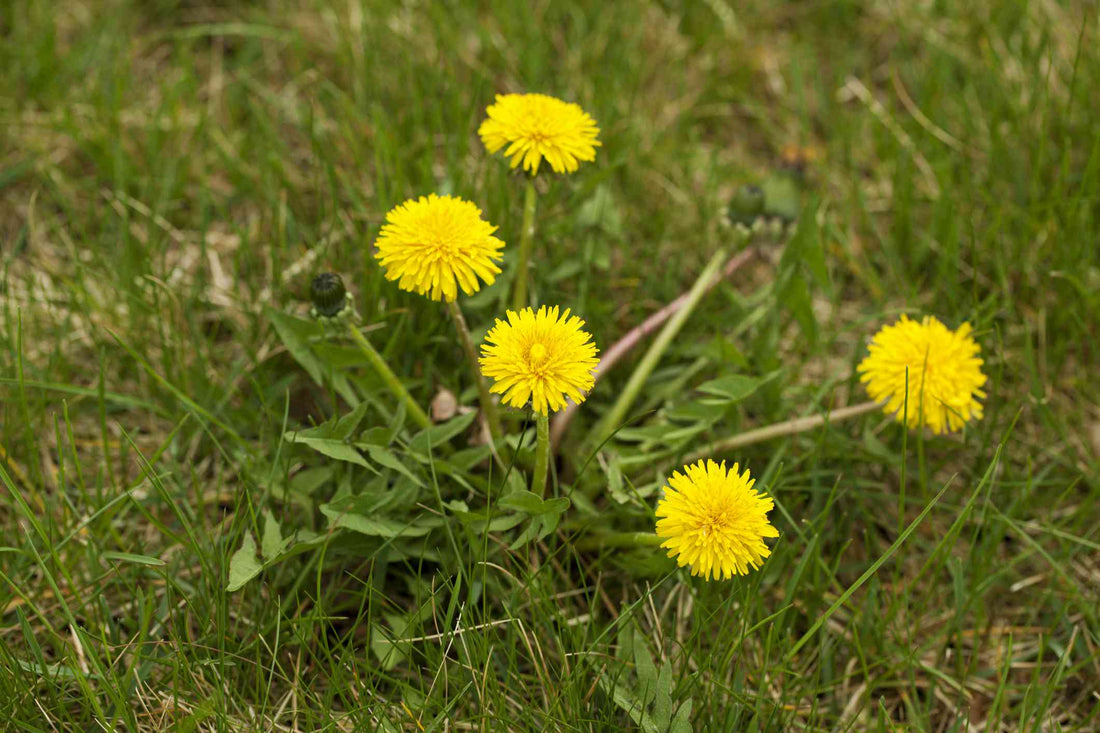 Dandelion flower seeds