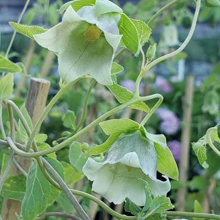 Dangshen Codonopsis pilosula herb seeds for planting in home gardens