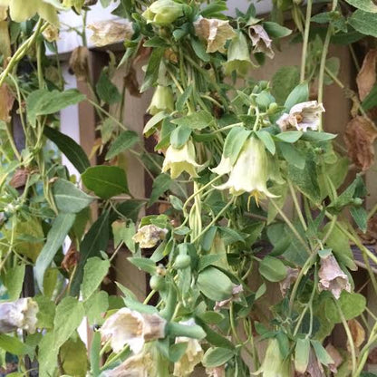 Dangshen Codonopsis pilosula herb seeds for planting in home gardens