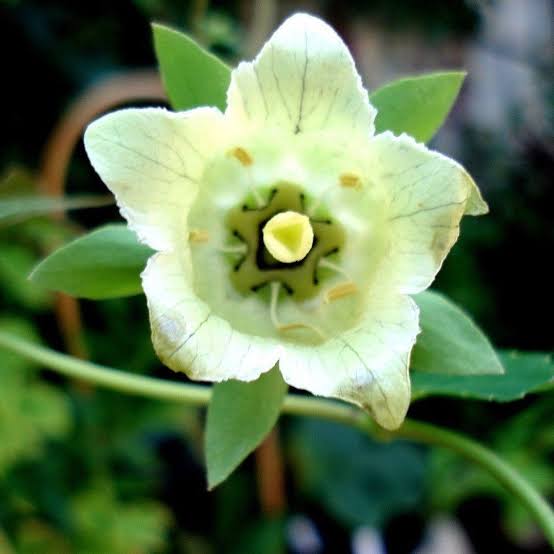 Dangshen Codonopsis pilosula herb seeds for planting in home gardens