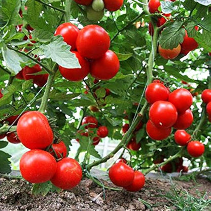 Dar Zavolzhya Tomato Seeds