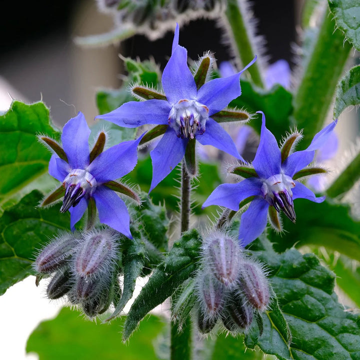 Dark Blue Borage Flower Seeds for Planting