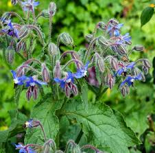 Dark Blue Borage Flowers Growing in Home Garden