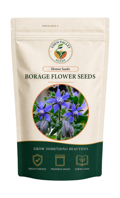 Dark Blue Borage Flower for home gardens