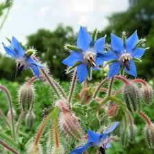 Borage Plant with Deep Blue Flowers and Green Foliage