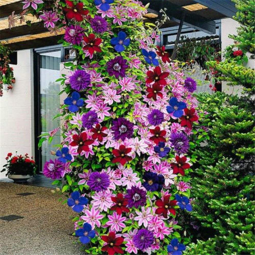 Dark Blue flower seeds