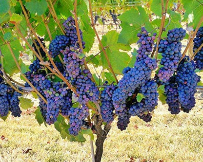 Dark Blue Grape Fruit Seeds for Planting – Heirloom Non-GMO Garden Seeds