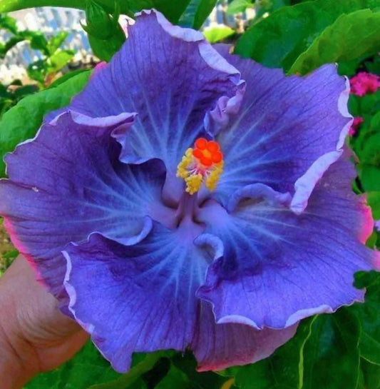 Dark Blue flower seeds