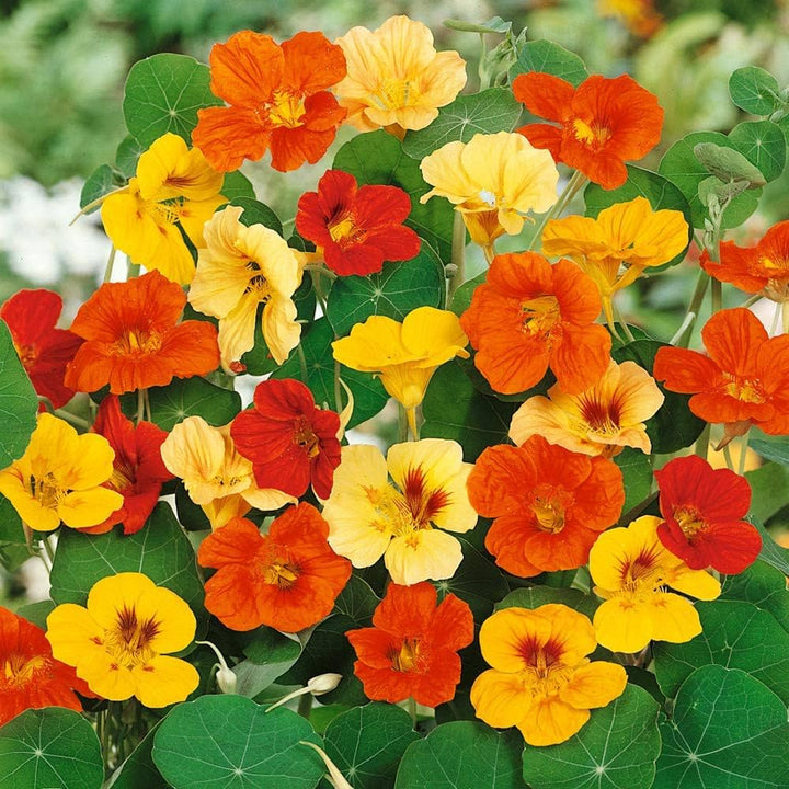 Dark Blue flower seeds