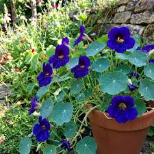 Dark Blue Nasturtium in Cottage Garden Display