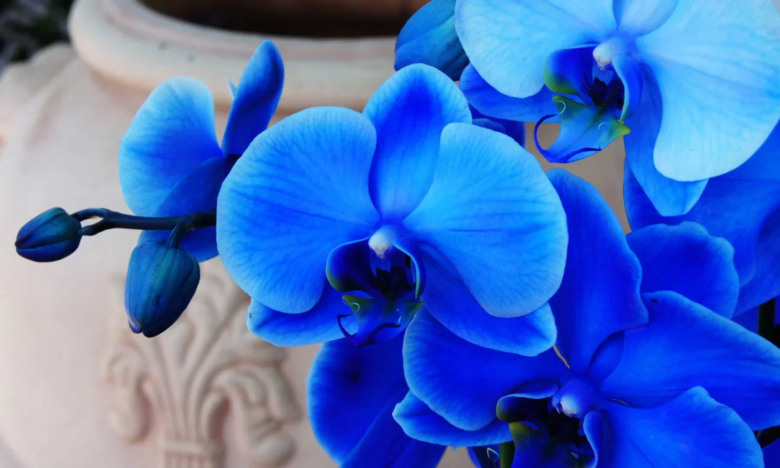 Dark Blue flower seeds