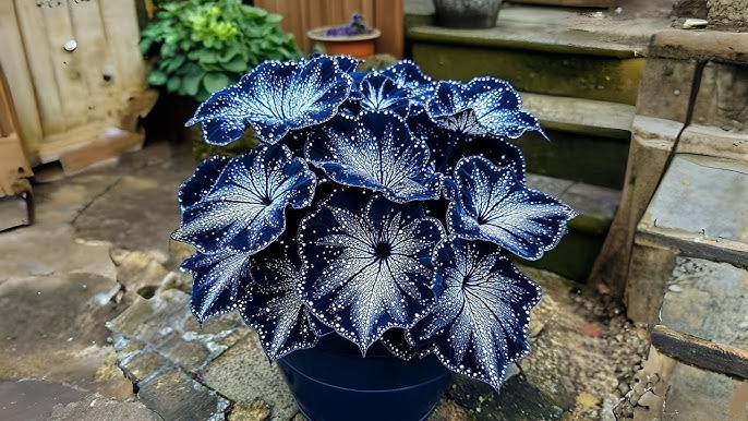 Moonlight Butterfly Begonia seeds for planting, marketed in a dark blue and white color selection, for ornamental indoor and sheltered garden growing.