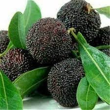 dark brown arbutus seeds
