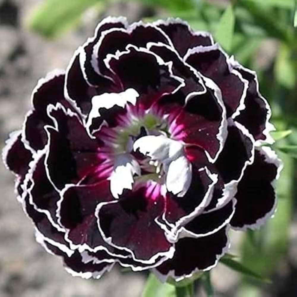 Dark Carnation flower seeds