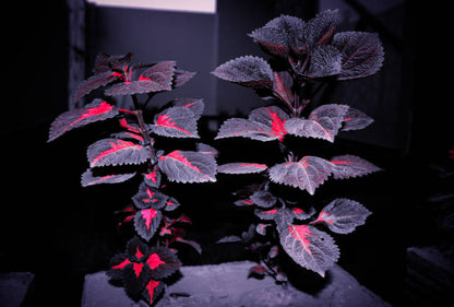 Black Dragon Coleus Plant Seeds with deep burgundy and near-black ornamental foliage
