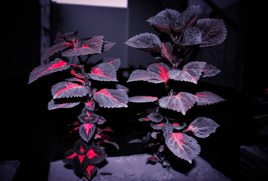 Black Dragon Coleus Plant Seeds with deep burgundy and near-black ornamental foliage