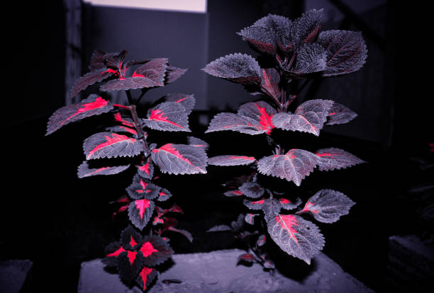 Black Dragon Coleus Plant Seeds with deep burgundy and near-black ornamental foliage