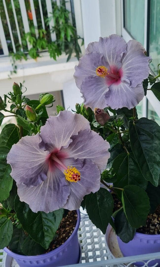 Dark Gray flower seeds