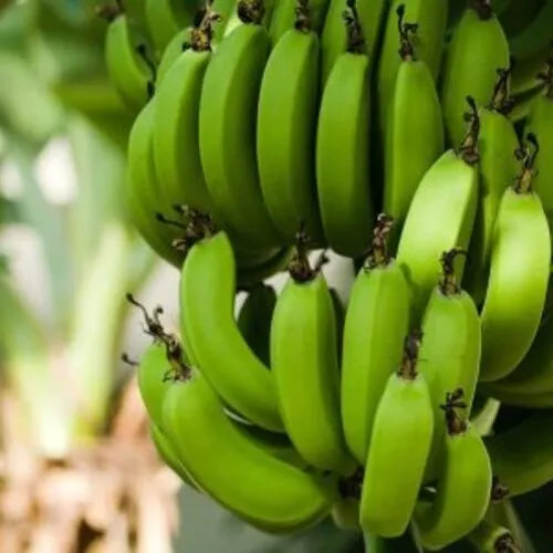 dark green banana seeds