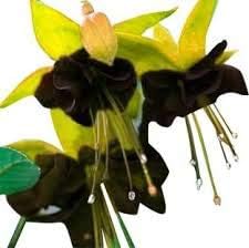Dark Green flower seeds