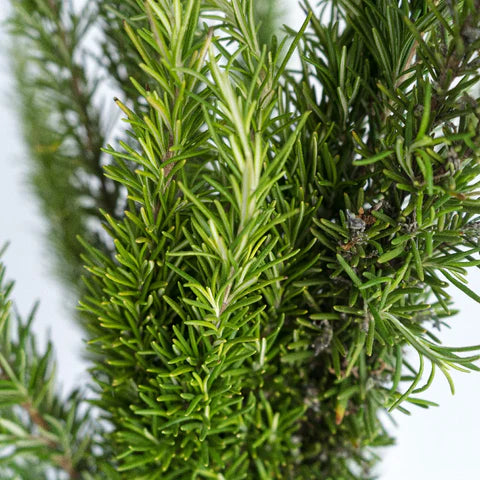 Dark Green Rosemary Herb Seeds for Planting – Heirloom Non-GMO Garden Seeds