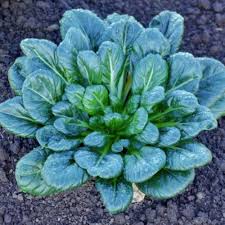 Tatsoi Growing in Home Vegetable Garden