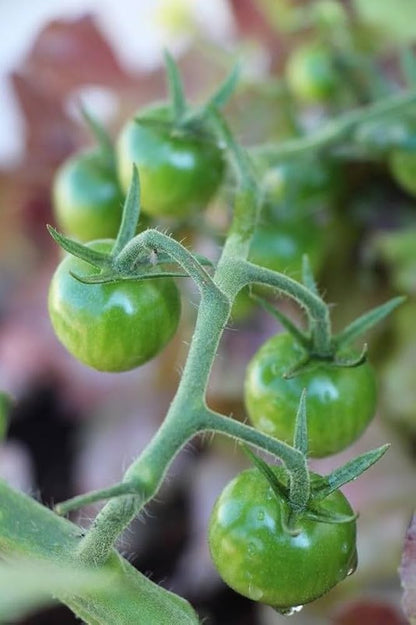 Dark Green Tomato Seeds for Planting – Heirloom Non-GMO Garden Seeds