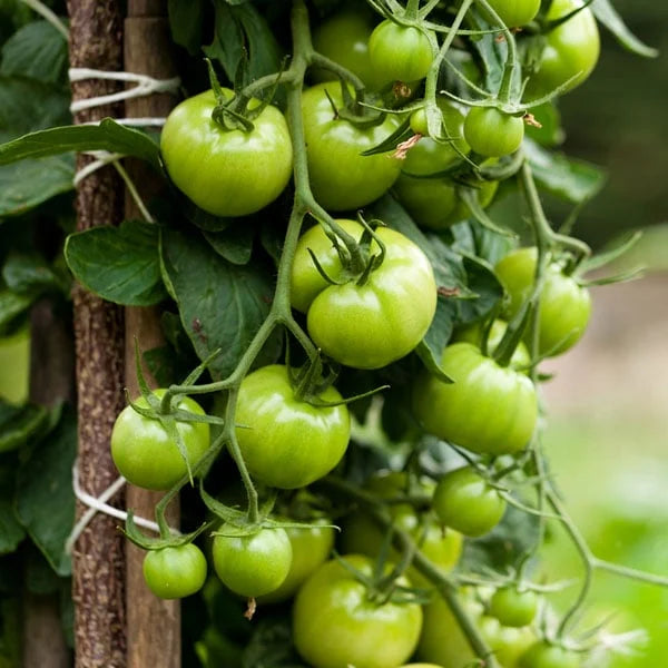 Dark Green Tomato Seeds