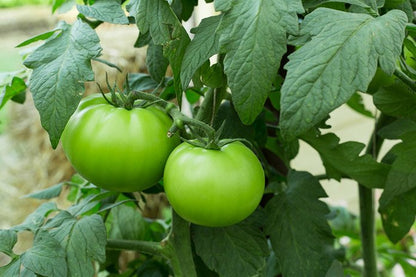 Dark Green Tomato Seeds