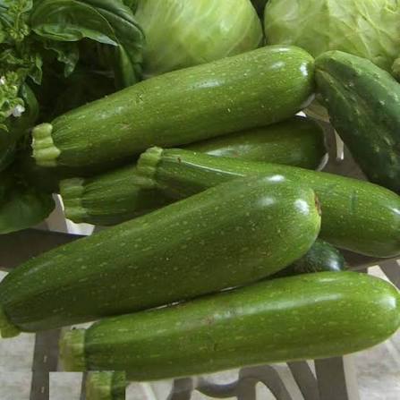 Dark Green Zucchini Growing on Bushy Garden Plants