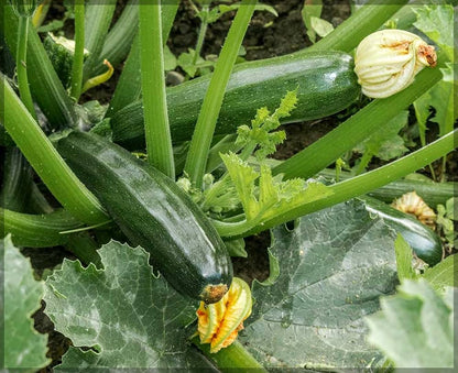 Dark Green Zucchini Growing on Bushy Garden Plants