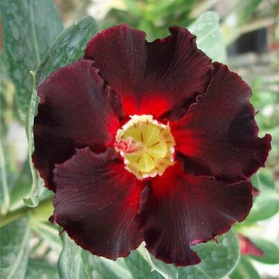 Black Red Adenium plant