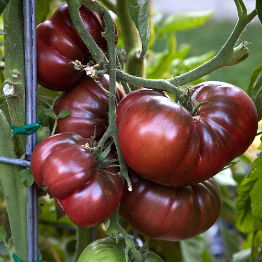 Dark Maroon Tomato Seeds
