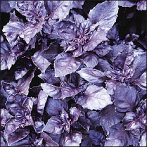 Dark Opal Basil Herb Seeds for Planting – Heirloom Non-GMO Garden Seeds