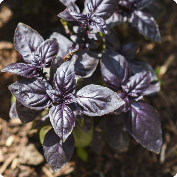 Dark Purple Opal Basil Herb Seeds for Planting – Heirloom Non-GMO Garden Seeds