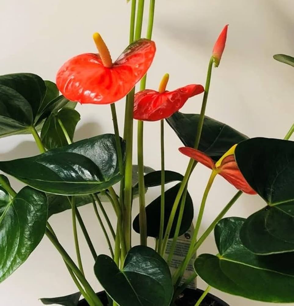 Dark Orange flower seeds