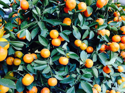Dark Orange Fruit Seeds for Planting – Heirloom Non-GMO Garden Seeds