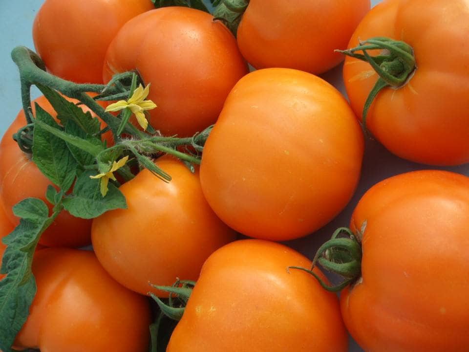 Orange Tomato Seeds