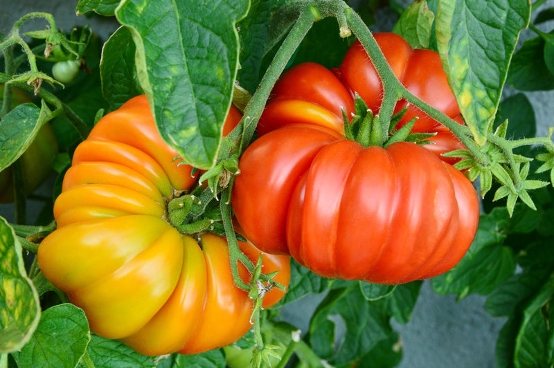 Dark Orange Giant Tomato Seeds for Planting – Heirloom Non-GMO Garden Seeds