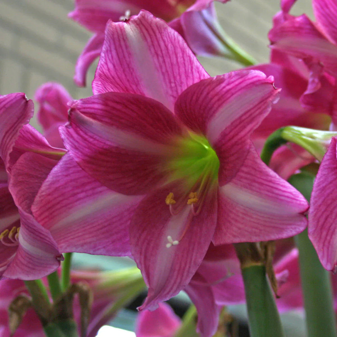 Dark Pink flower seeds