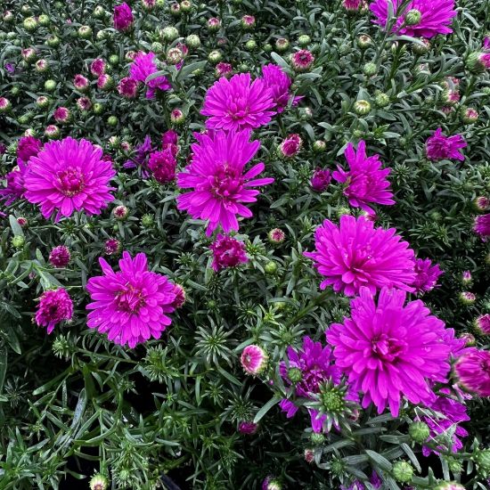 Dark Pink flower seeds