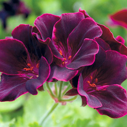 Dark Pink flower seeds