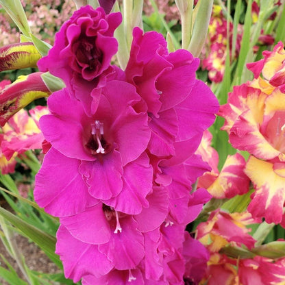 Dark Pink flower seeds