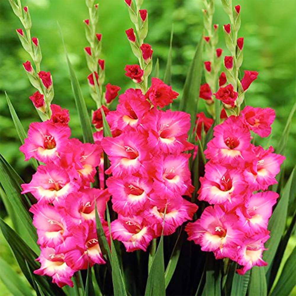 Dark Pink flower seeds