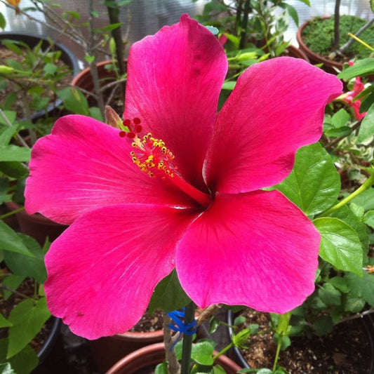 Dark Pink flower seeds
