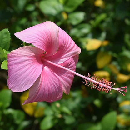 Dark Pink flower seeds